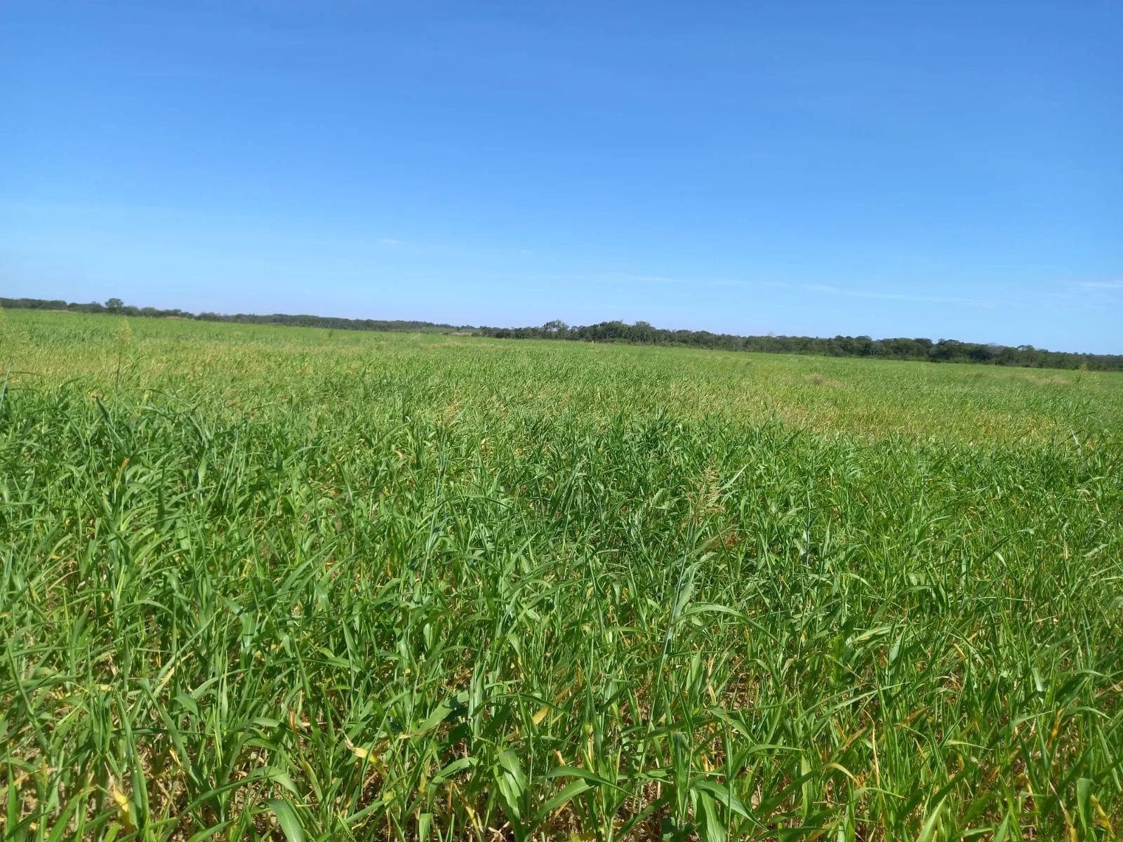 Fazenda à venda de 1.452 ha em Paraíso das Águas, MS, Brasil