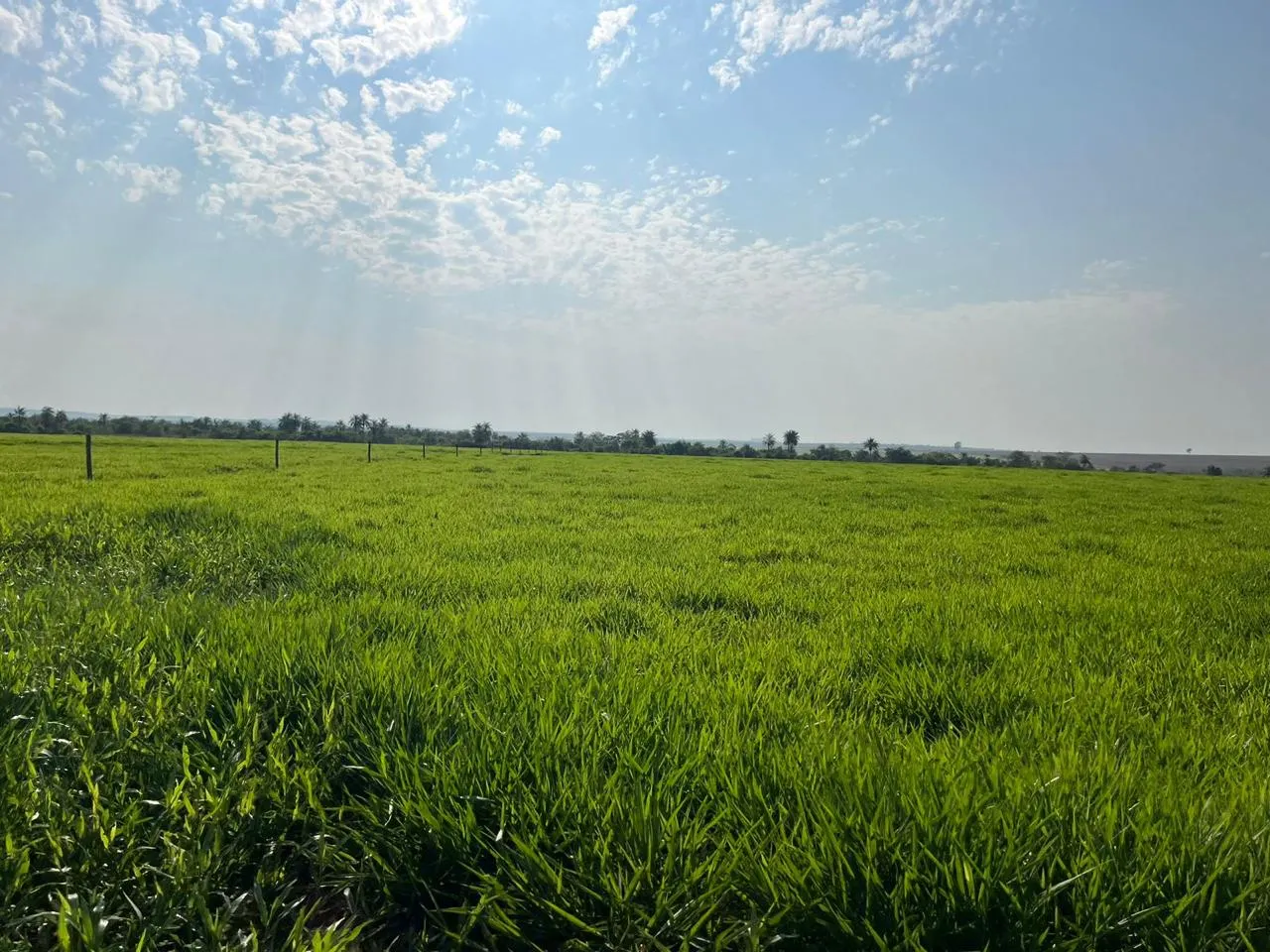 Fazenda à venda de 1.452 ha em Paraíso das Águas, MS, Brasil