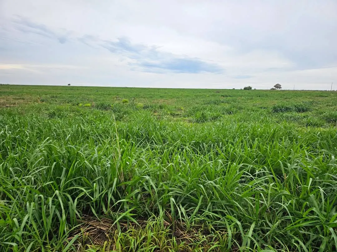 Fazenda à venda de 1.452 ha em Paraíso das Águas, MS, Brasil