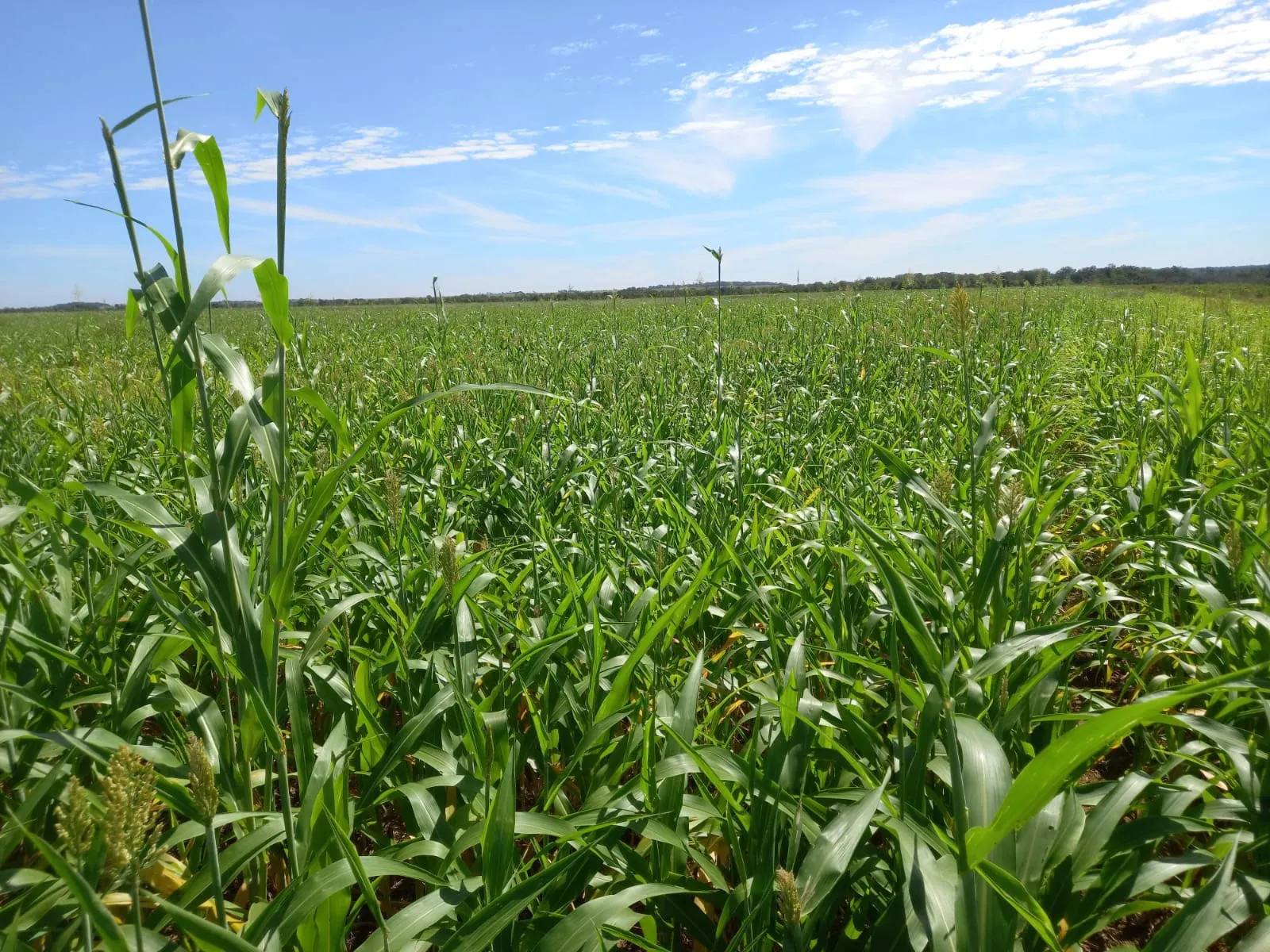 Fazenda à venda de 1.452 ha em Paraíso das Águas, MS, Brasil
