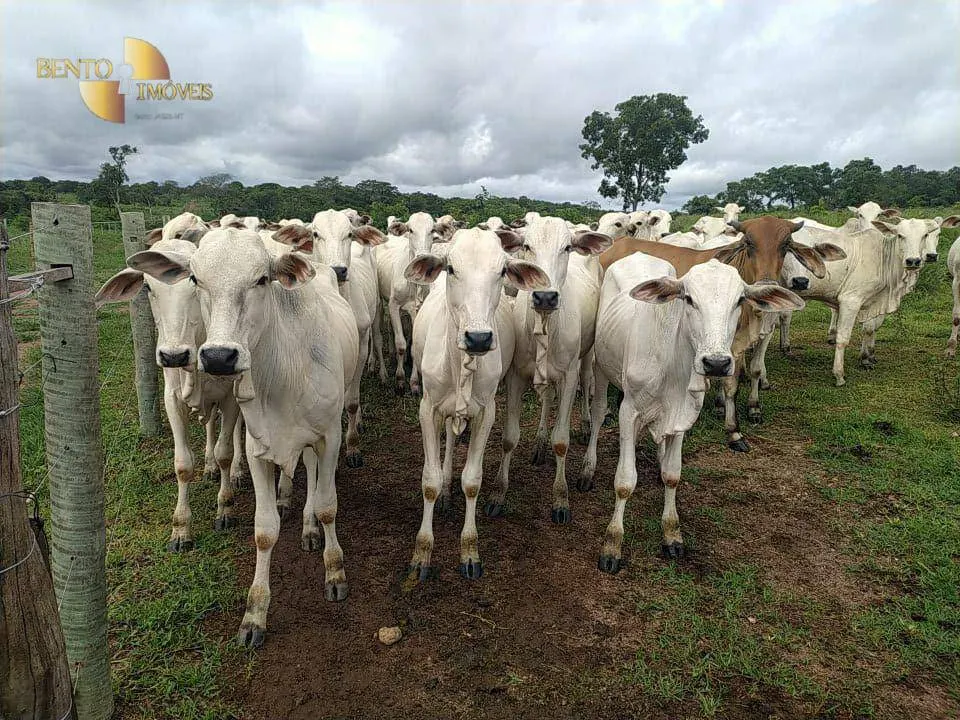 Fazenda à venda de 438 ha em Acorizal, MT, Brasil