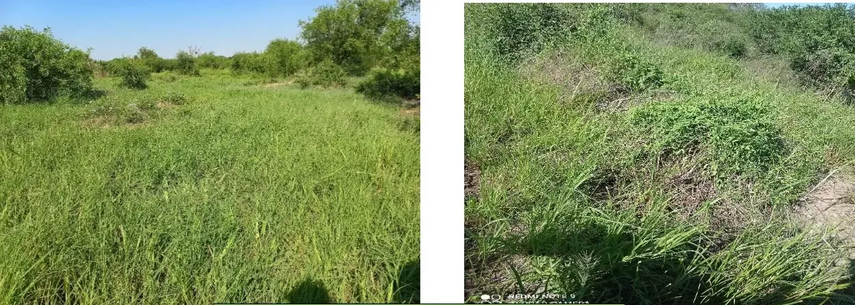 Comercial à venda de 4.000 ha em Fuerte Olimpo, Paraguai