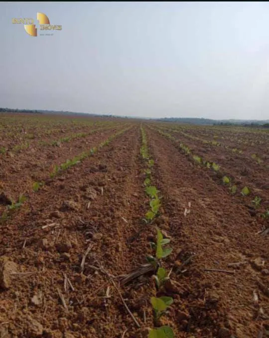 Farm for sale and to rent of 14,826 acres in Juara, MT, Brazil