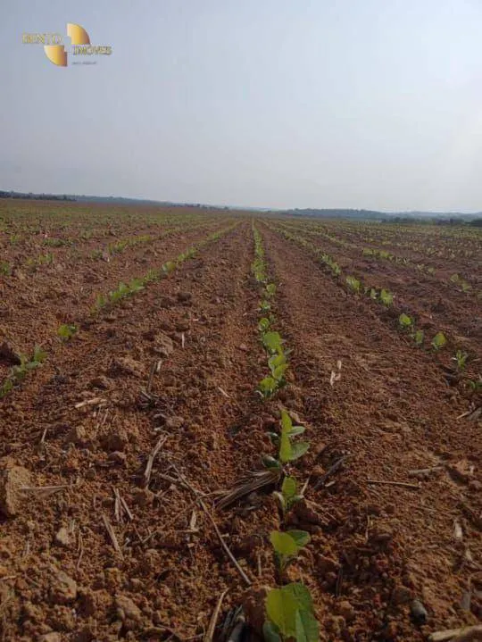 Farm for sale and to rent of 14,826 acres in Juara, MT, Brazil