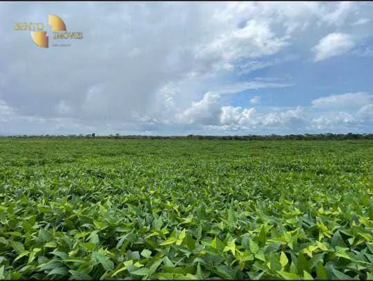 Farm for sale and to rent of 14,826 acres in Juara, MT, Brazil