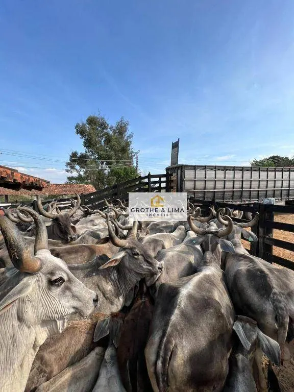 Fazenda à venda de 194 ha em Canas, SP, Brasil