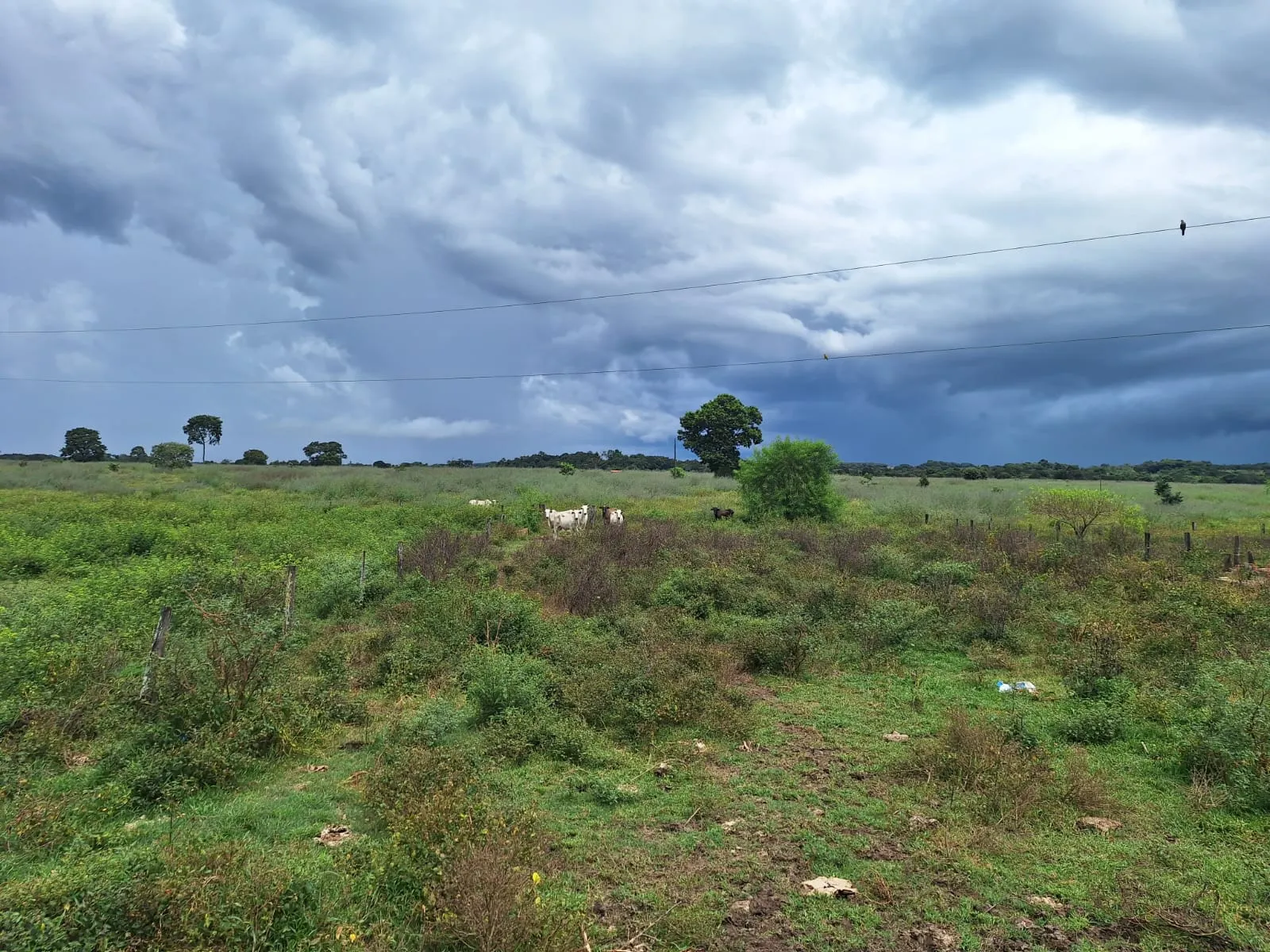 Fazenda à venda de 493 ha em Arenópolis, GO, Brasil