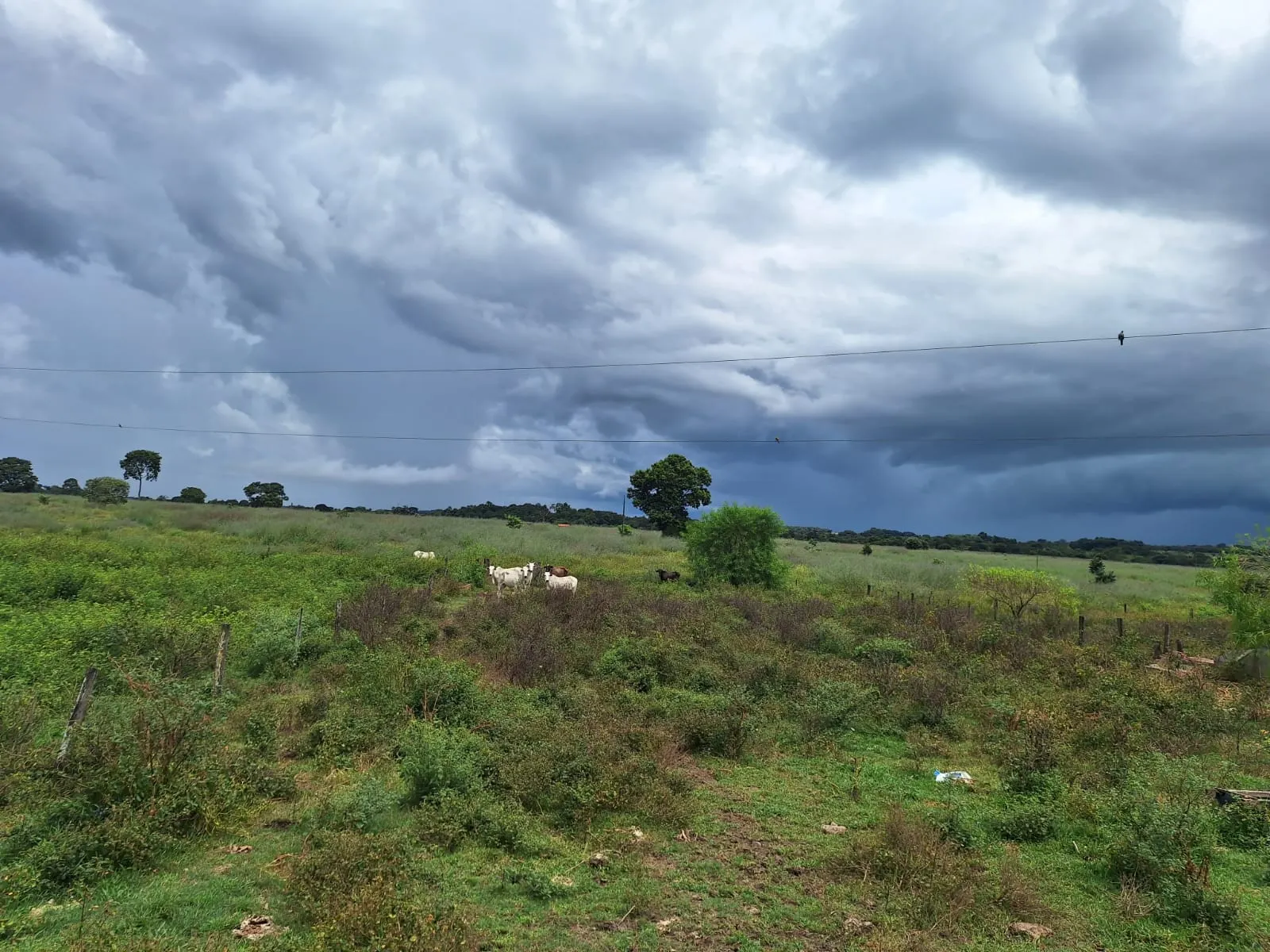 Fazenda à venda de 493 ha em Arenópolis, GO, Brasil