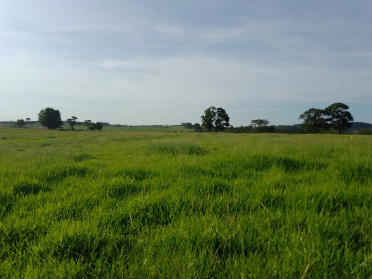 Sítio à venda de 40 ha em Itapetininga, SP, Brasil