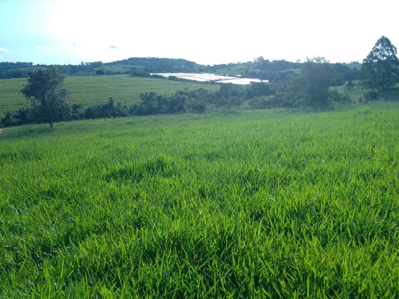 Sítio à venda de 40 ha em Itapetininga, SP, Brasil