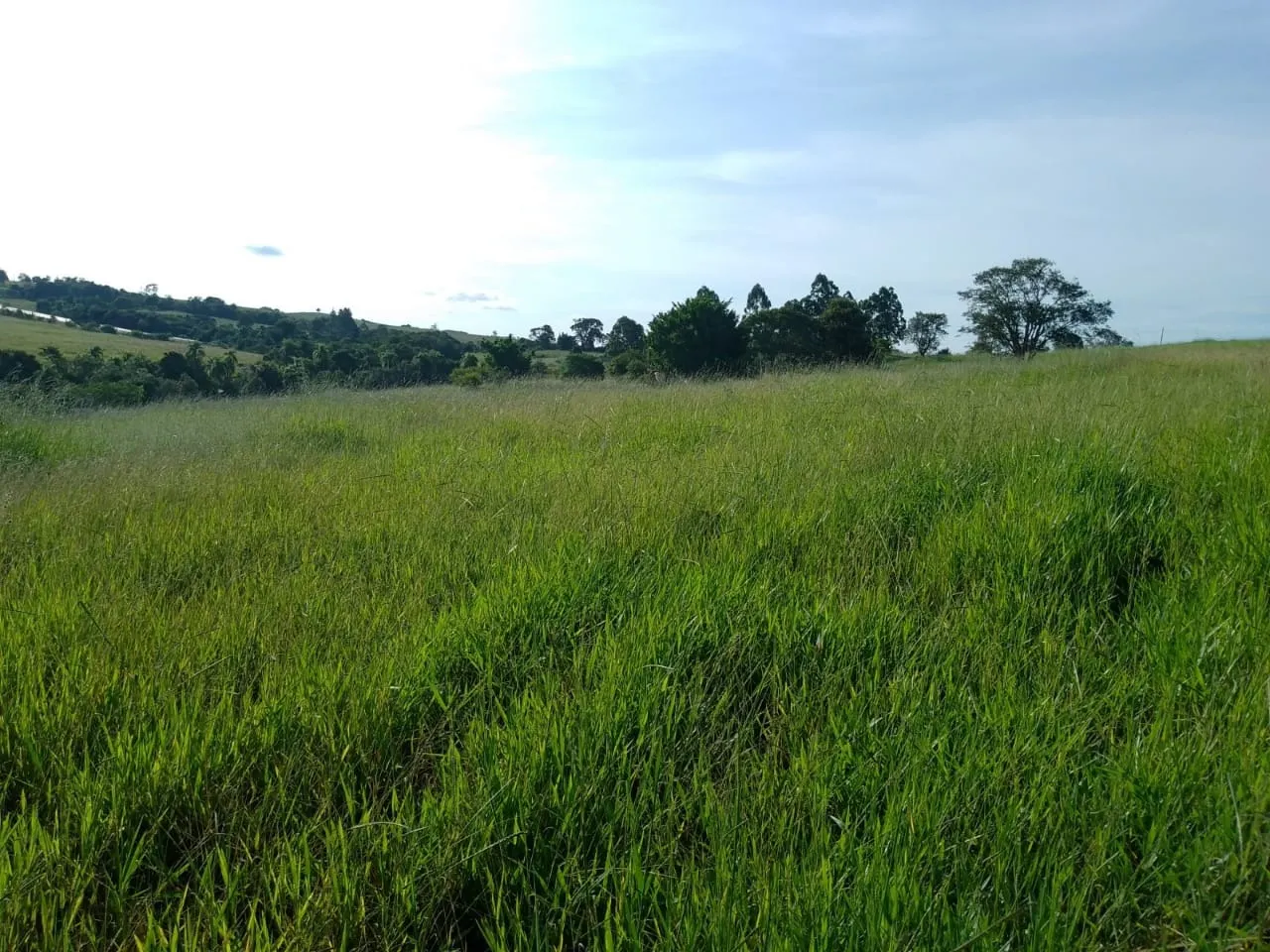 Sítio à venda de 40 ha em Itapetininga, SP, Brasil