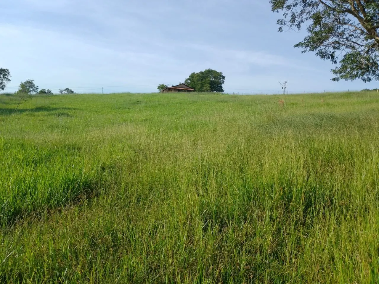 Sítio à venda de 40 ha em Itapetininga, SP, Brasil