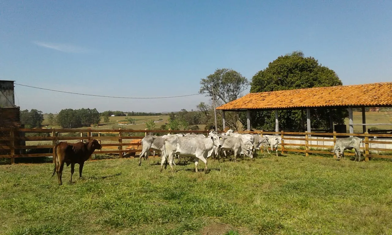 Sítio à venda de 40 ha em Itapetininga, SP, Brasil