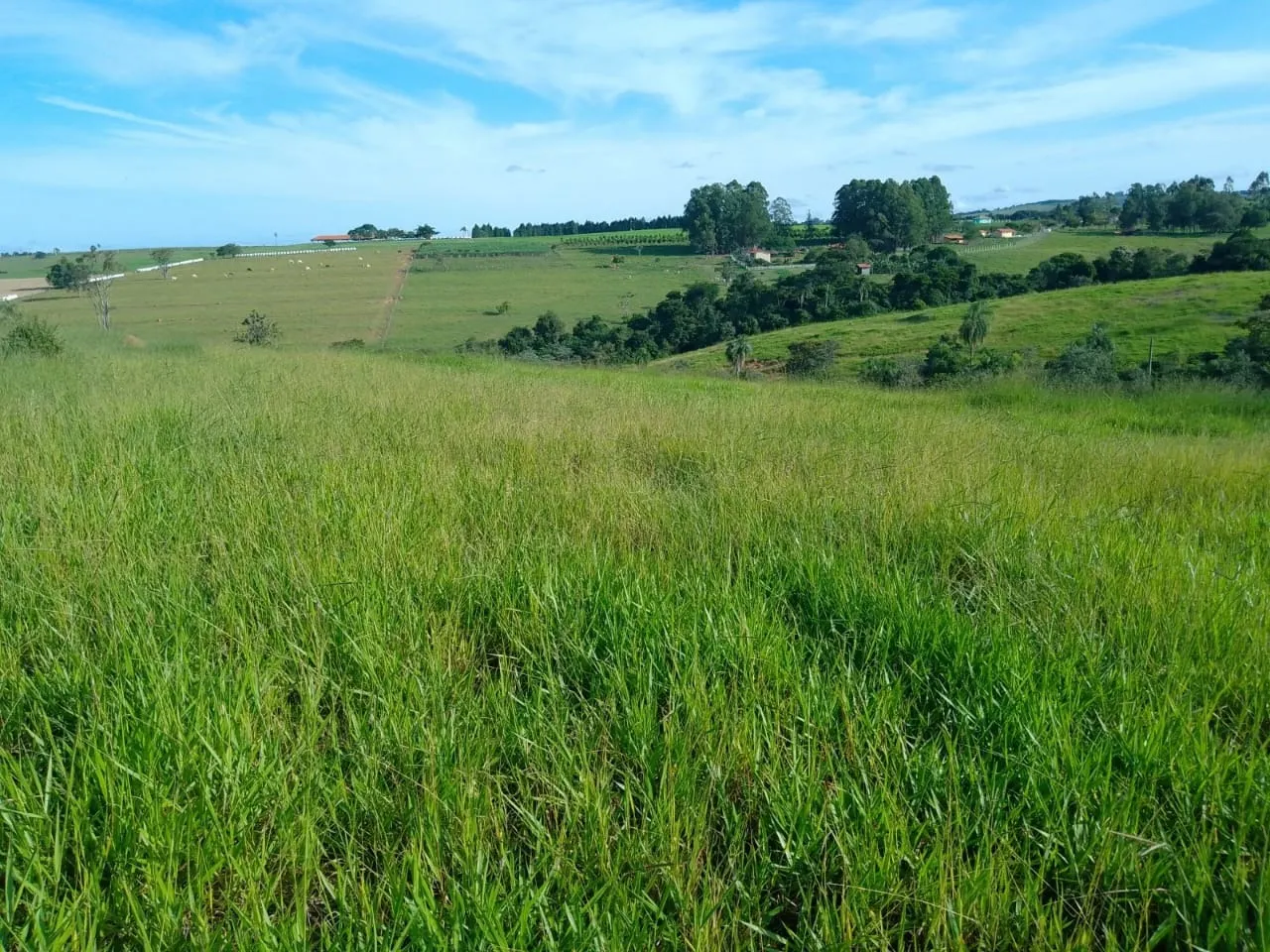 Sítio à venda de 40 ha em Itapetininga, SP, Brasil