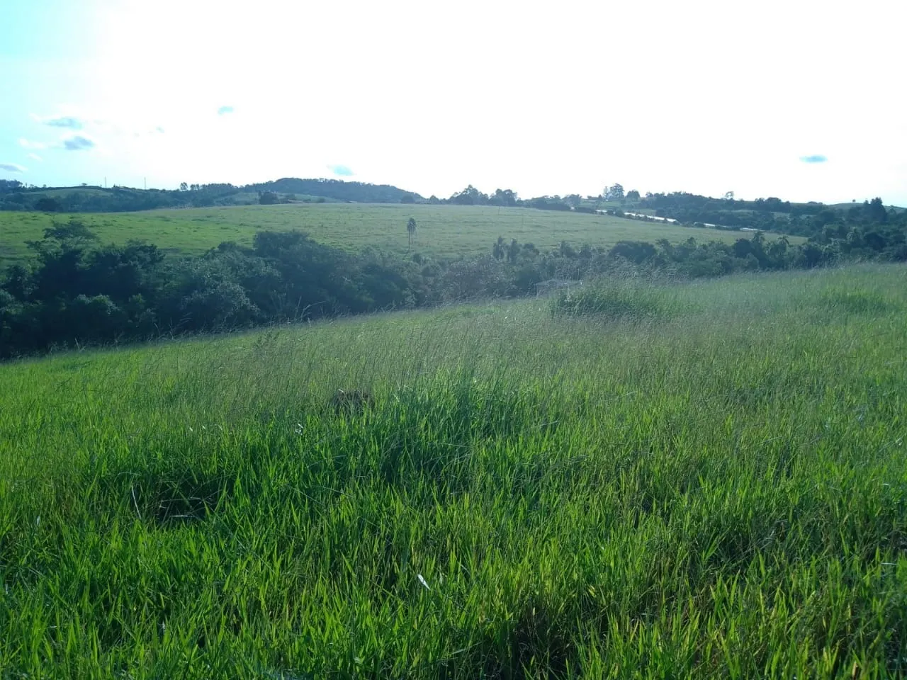 Sítio à venda de 40 ha em Itapetininga, SP, Brasil