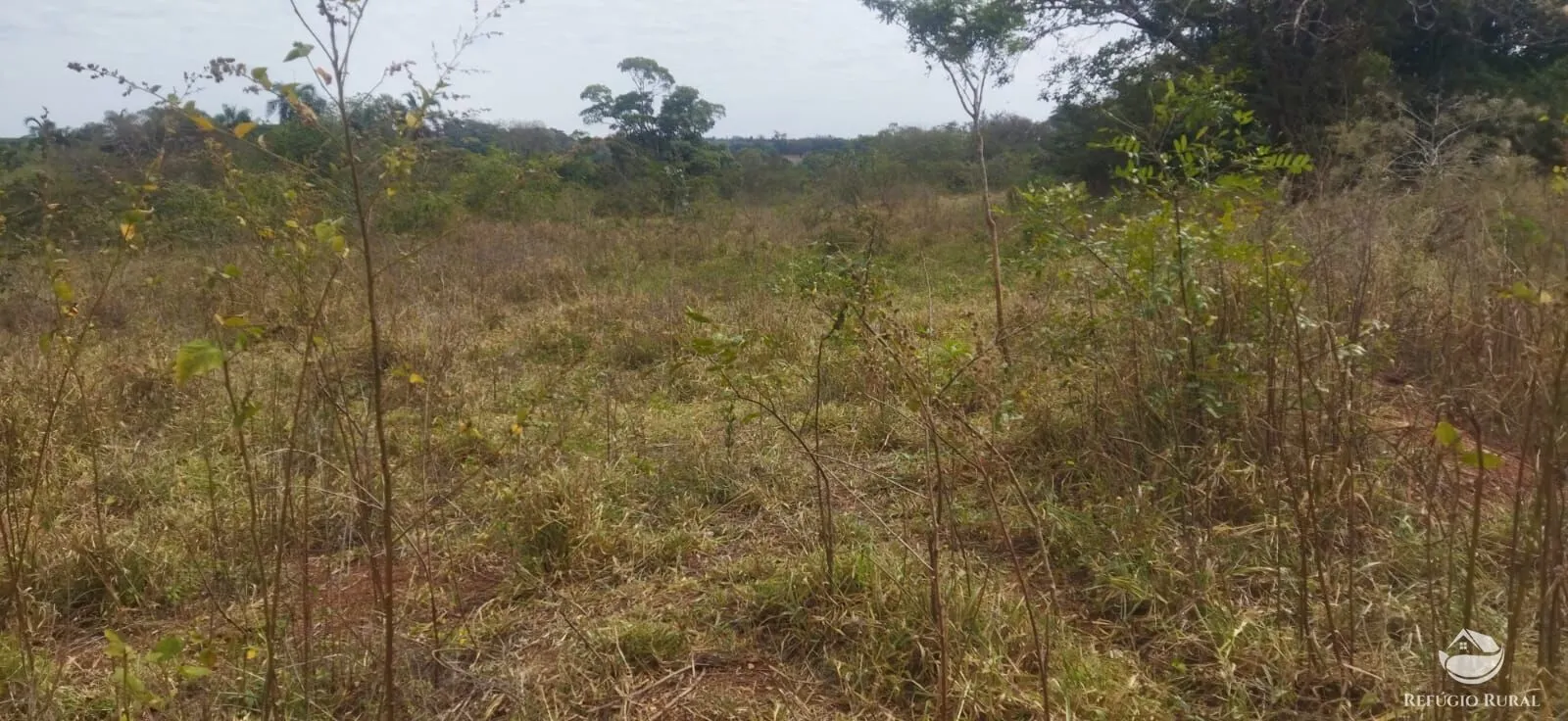 Small farm for sale of 26,312 acres in Frutal, MG, Brazil