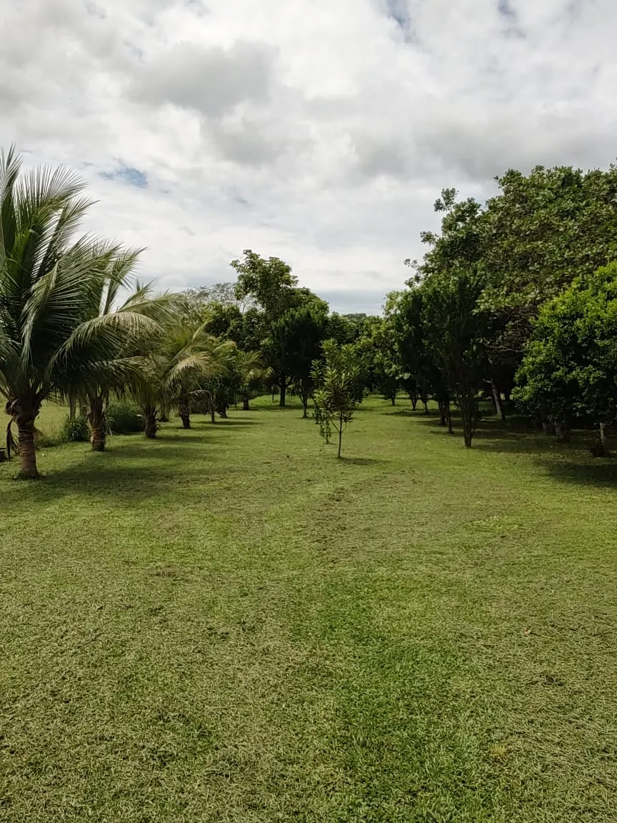 Fazenda à venda de 138 ha em Alto Paraguai, MT, Brasil