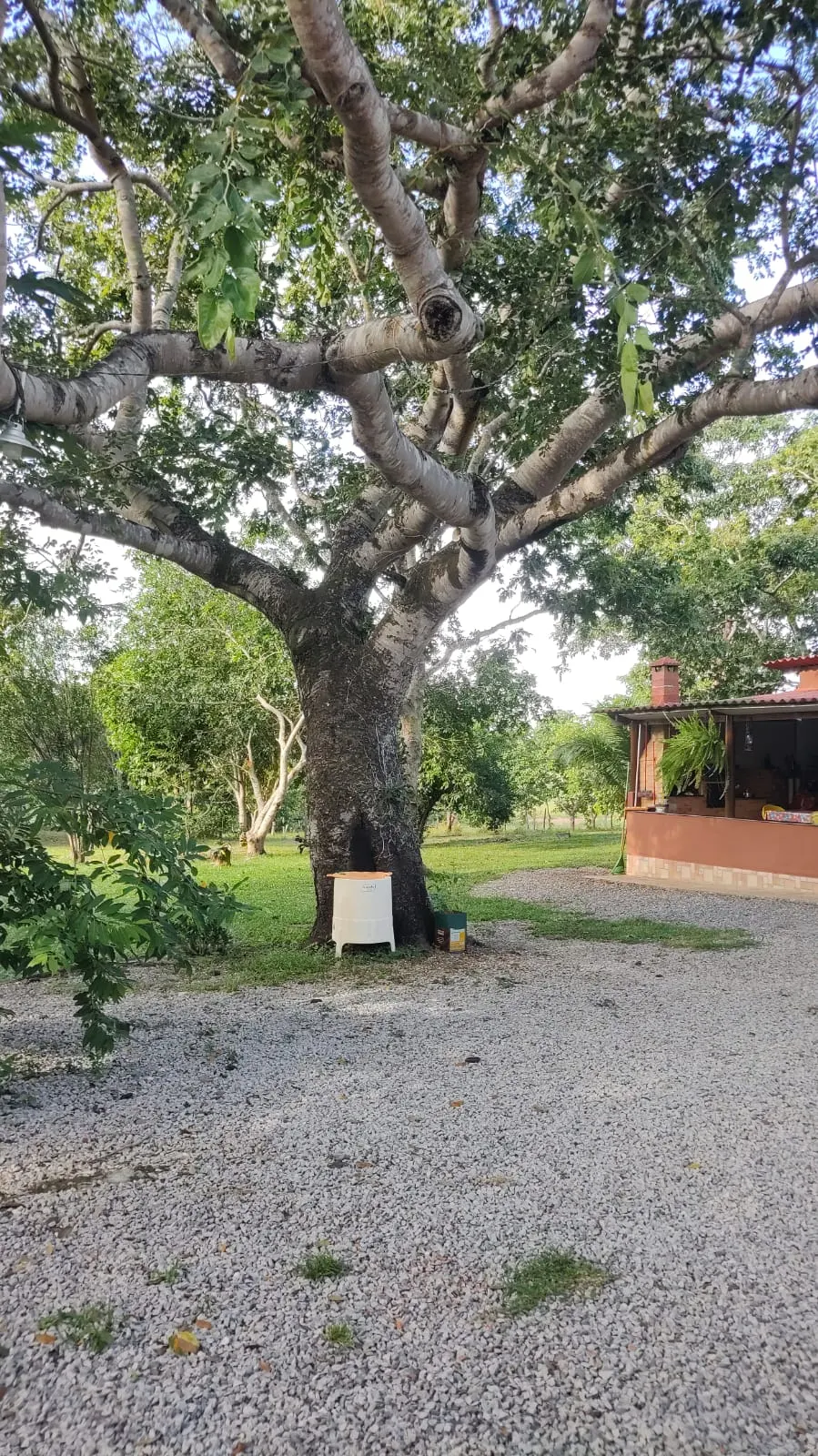 Fazenda à venda de 138 ha em Alto Paraguai, MT, Brasil