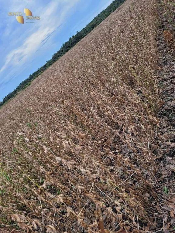 Fazenda à venda de 1.000 ha em Lucas do Rio Verde, MT, Brasil