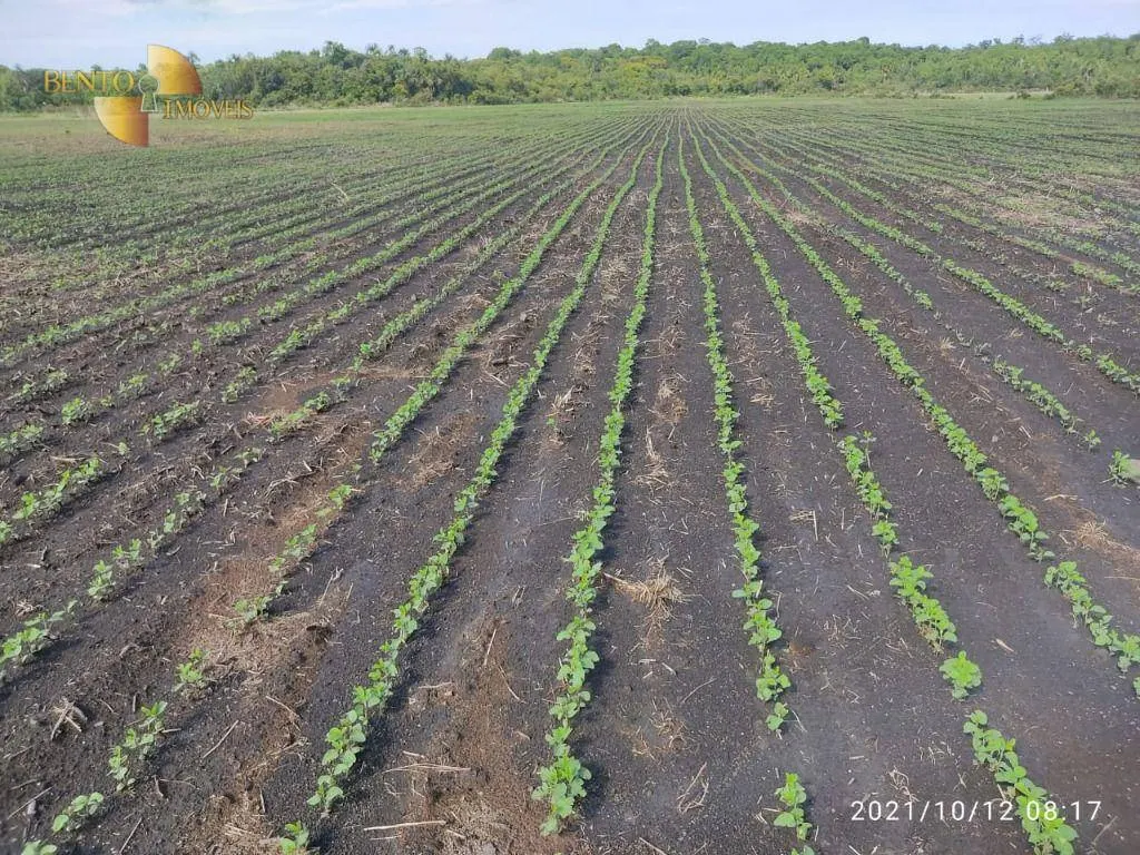 Fazenda à venda de 1.000 ha em Lucas do Rio Verde, MT, Brasil