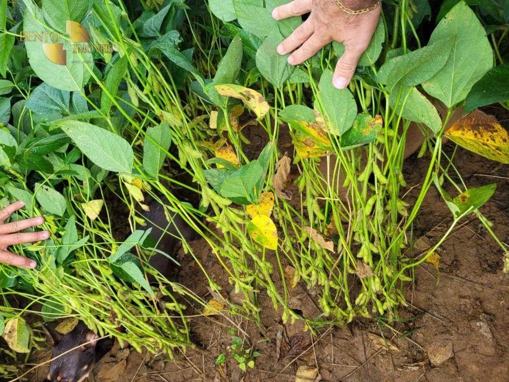 Fazenda à venda de 1.000 ha em Lucas do Rio Verde, MT, Brasil