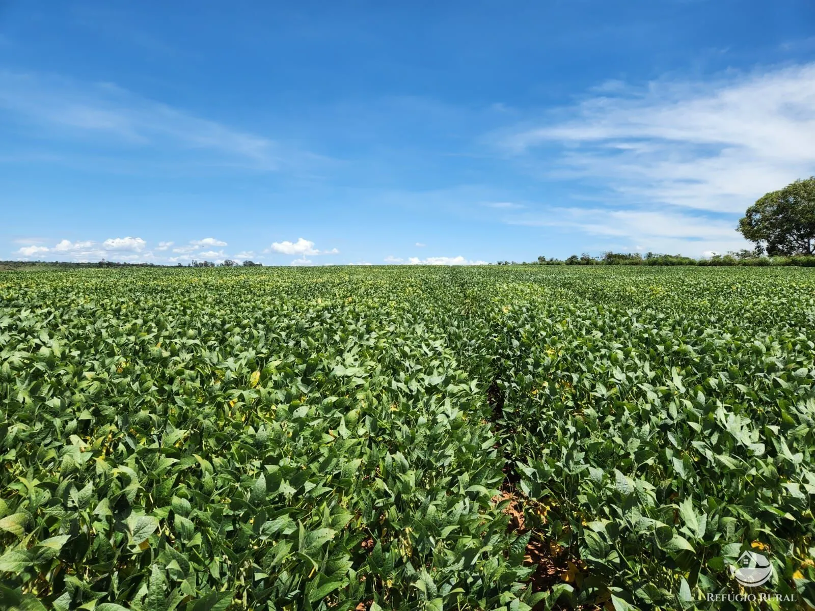 Fazenda à venda de 1.738 ha em Cristalina, GO, Brasil