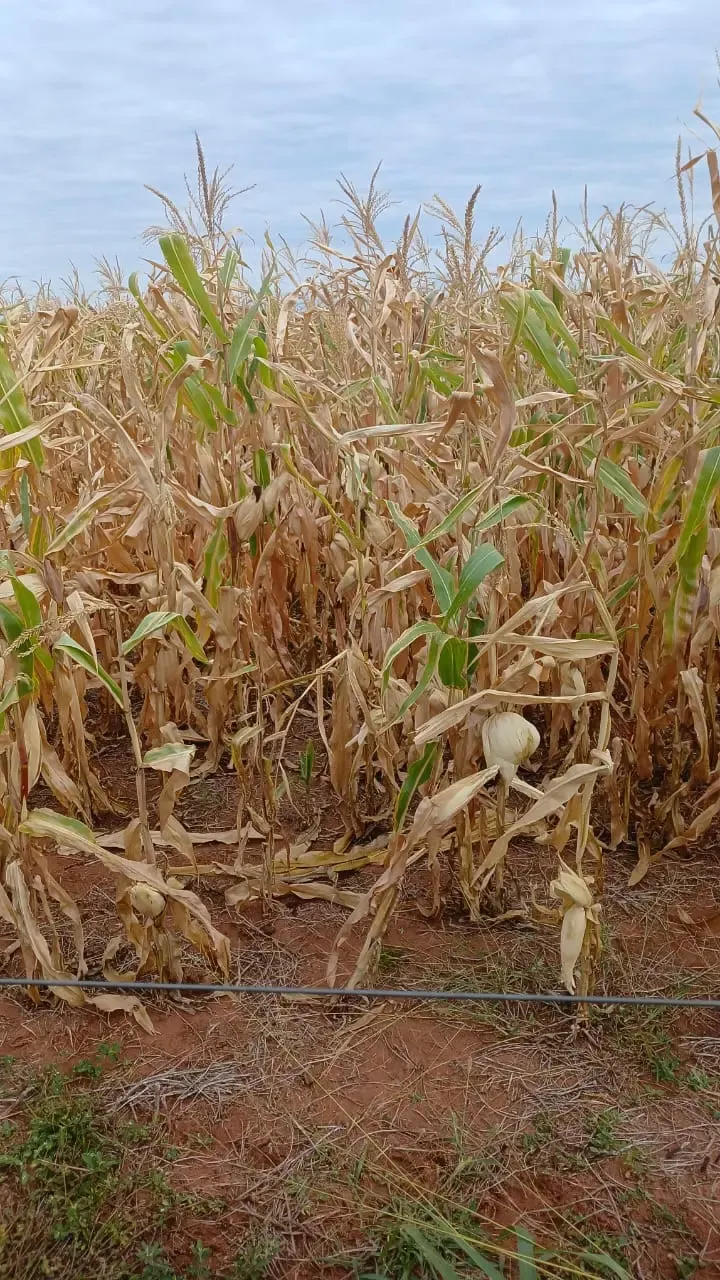 Fazenda à venda de 16.000 ha em Capitán Bado, Paraguai