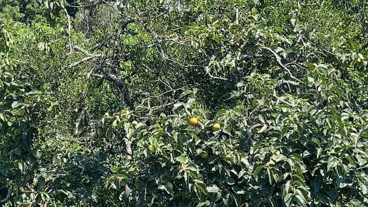 Plot for sale of 900 m² in Santo Antônio da Patrulha, RS, Brazil