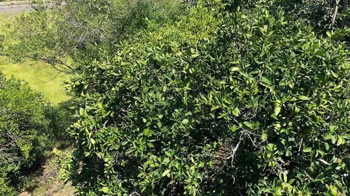 Plot for sale of 900 m² in Santo Antônio da Patrulha, RS, Brazil
