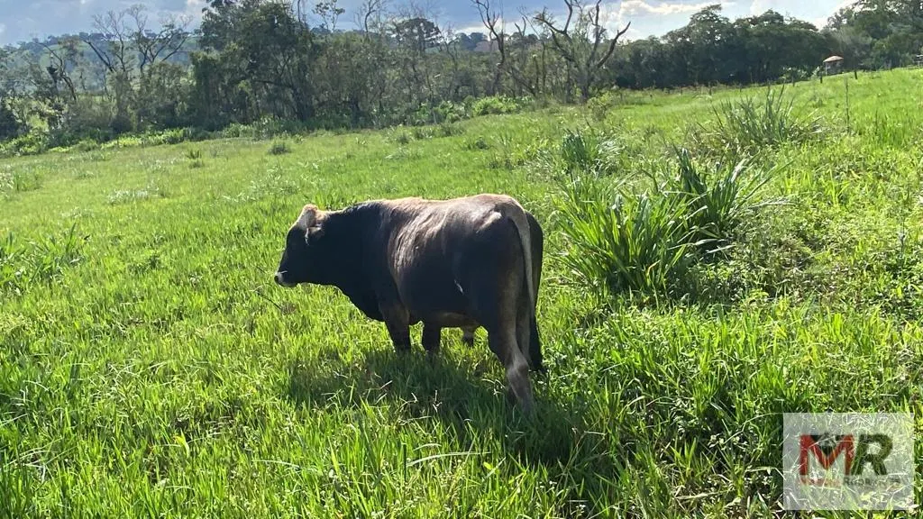 Small farm for sale of 3 acres in Estiva, MG, Brazil
