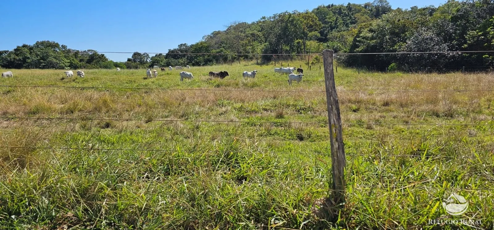 Fazenda à venda de 667 ha em Goiás, GO, Brasil