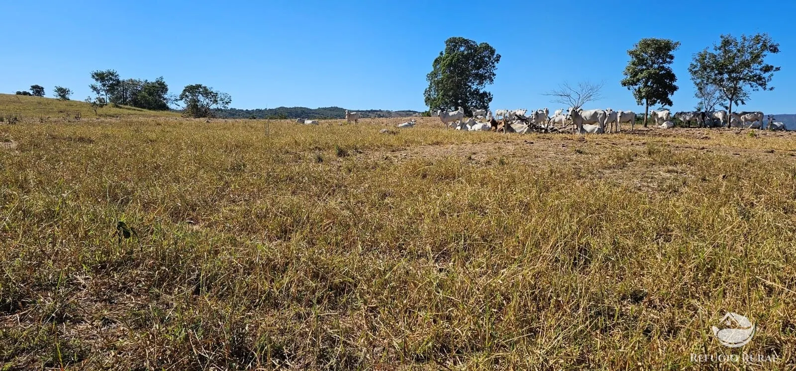 Fazenda à venda de 667 ha em Goiás, GO, Brasil