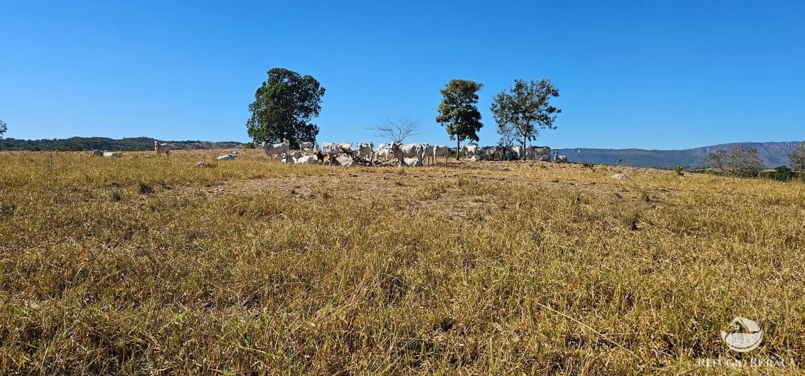 Fazenda à venda de 667 ha em Goiás, GO, Brasil