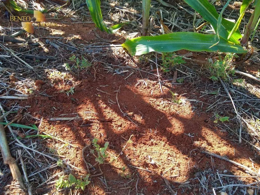 Fazenda à venda de 2.500 ha em Tapurah, MT, Brasil