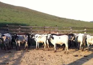 Fazenda à venda de 252 ha em Silveiras, SP, Brasil