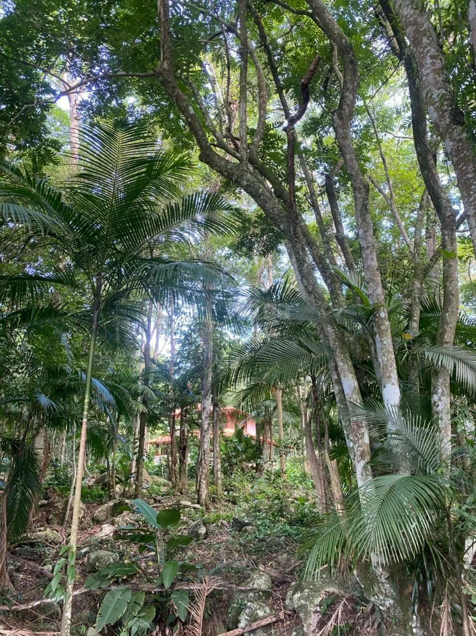 Farm for sale of 5 acres in Canelinha, SC, Brazil