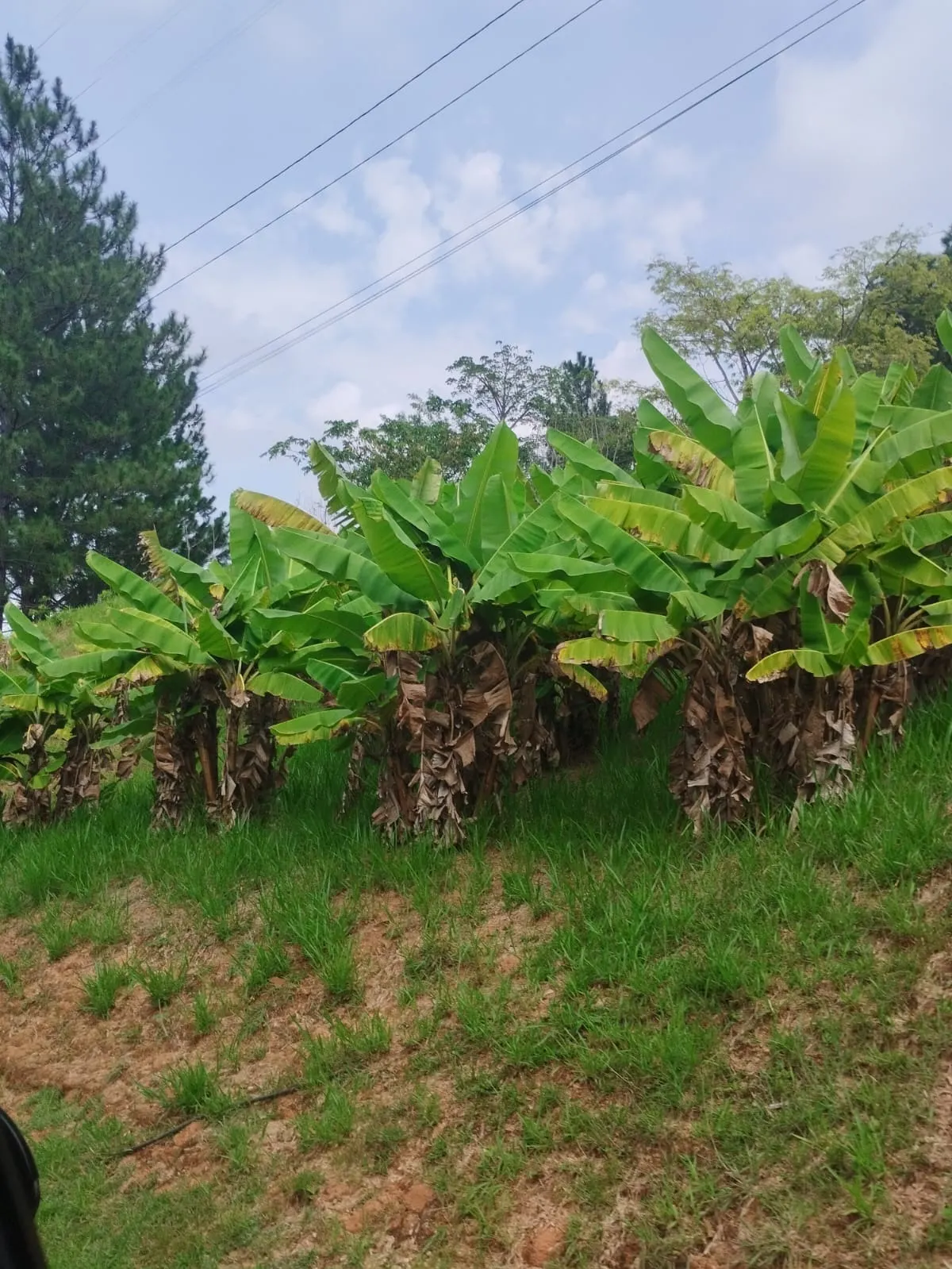 Country home for sale of 9 acres in Campinas, SP, Brazil
