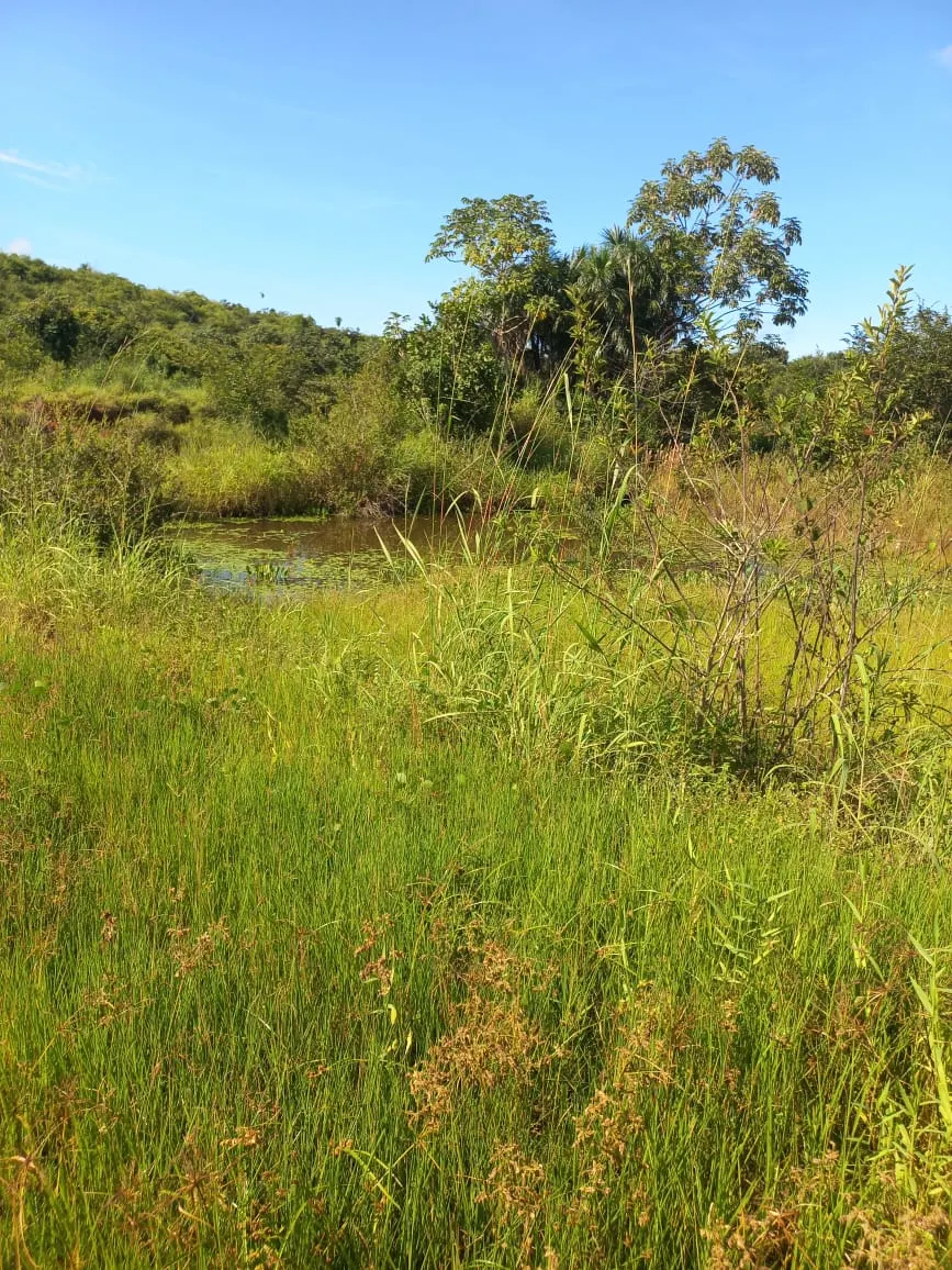 Farm for sale of 284 acres in Confresa, MT, Brazil