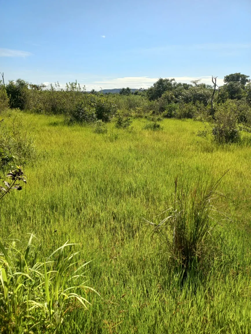 Farm for sale of 284 acres in Confresa, MT, Brazil