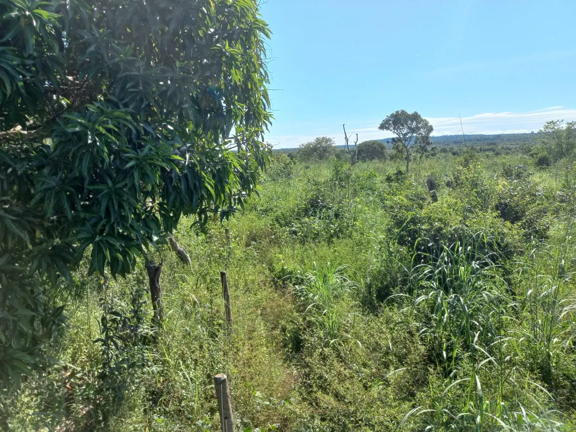 Farm for sale of 284 acres in Confresa, MT, Brazil