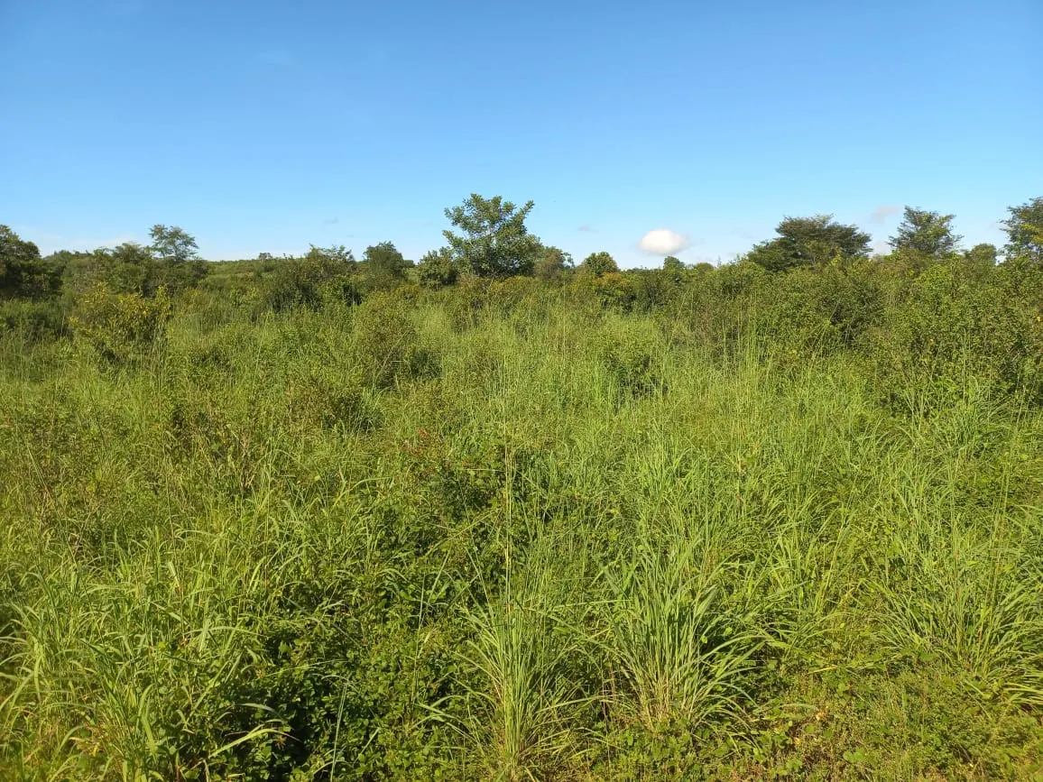 Farm for sale of 284 acres in Confresa, MT, Brazil