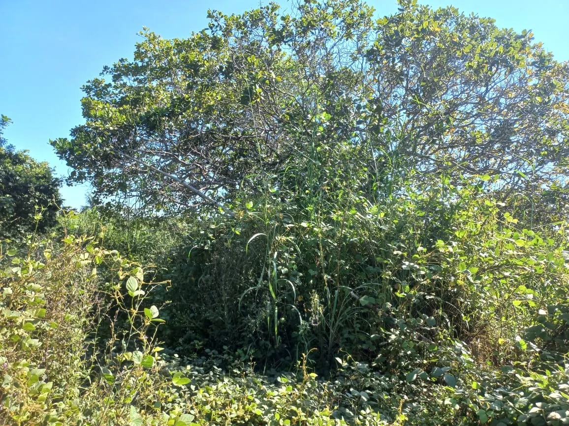 Farm for sale of 284 acres in Confresa, MT, Brazil