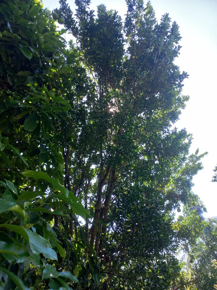 Farm for sale of 284 acres in Confresa, MT, Brazil