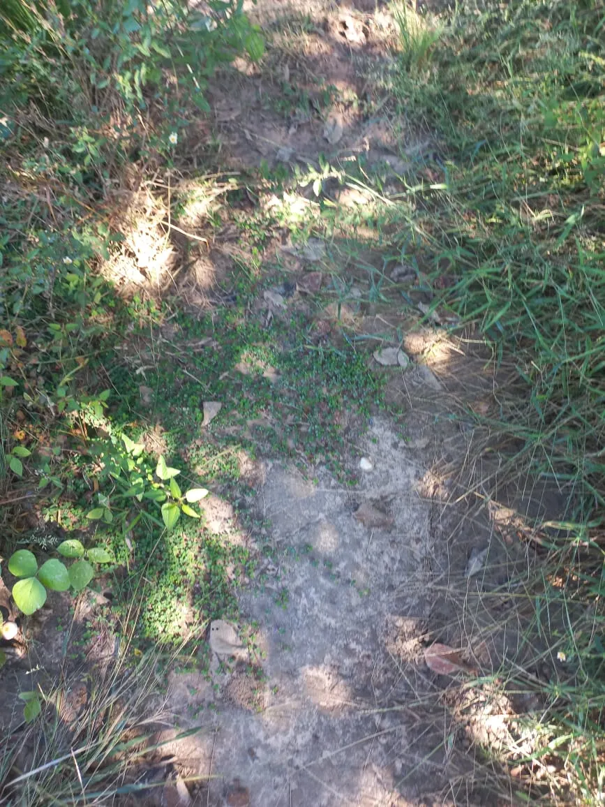 Farm for sale of 284 acres in Confresa, MT, Brazil