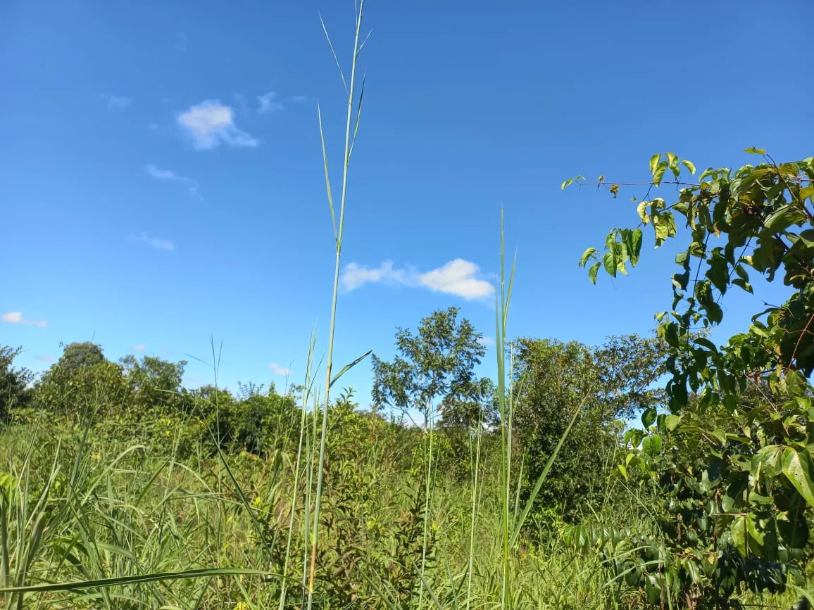 Farm for sale of 284 acres in Confresa, MT, Brazil