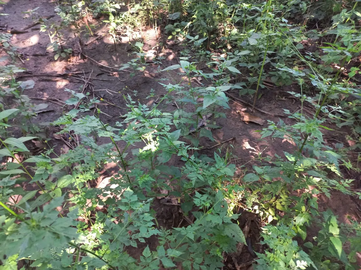 Farm for sale of 284 acres in Confresa, MT, Brazil
