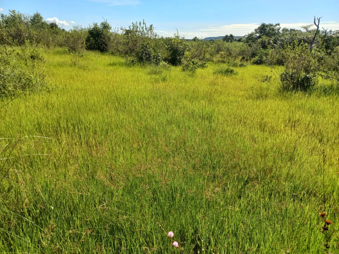 Farm for sale of 284 acres in Confresa, MT, Brazil