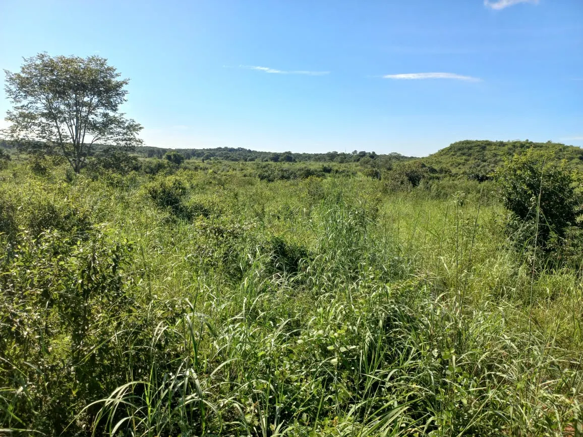 Fazenda à venda de 115 ha em Confresa, MT, Brasil