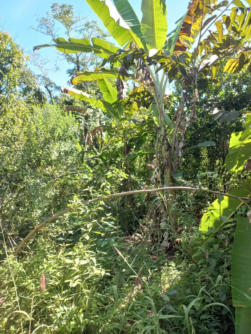 Farm for sale of 284 acres in Confresa, MT, Brazil