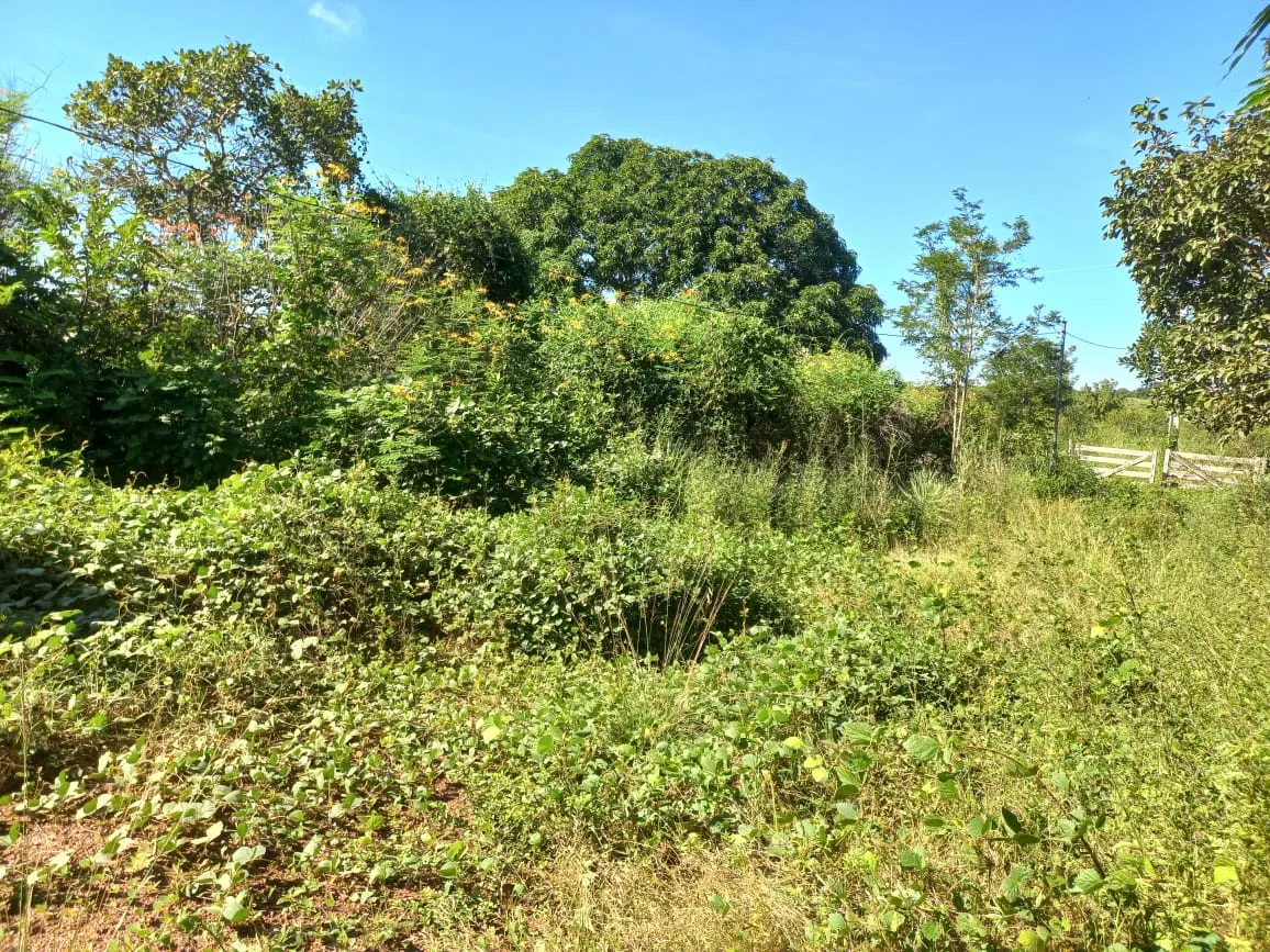 Farm for sale of 284 acres in Confresa, MT, Brazil